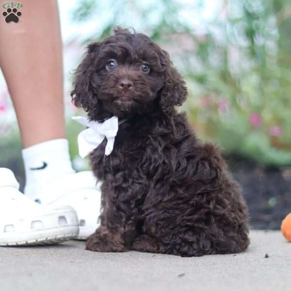 Alex, Cockapoo Puppy